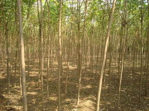 點燃綠色未來 探索山東林木種子批發與綠化林木種子的產業力量